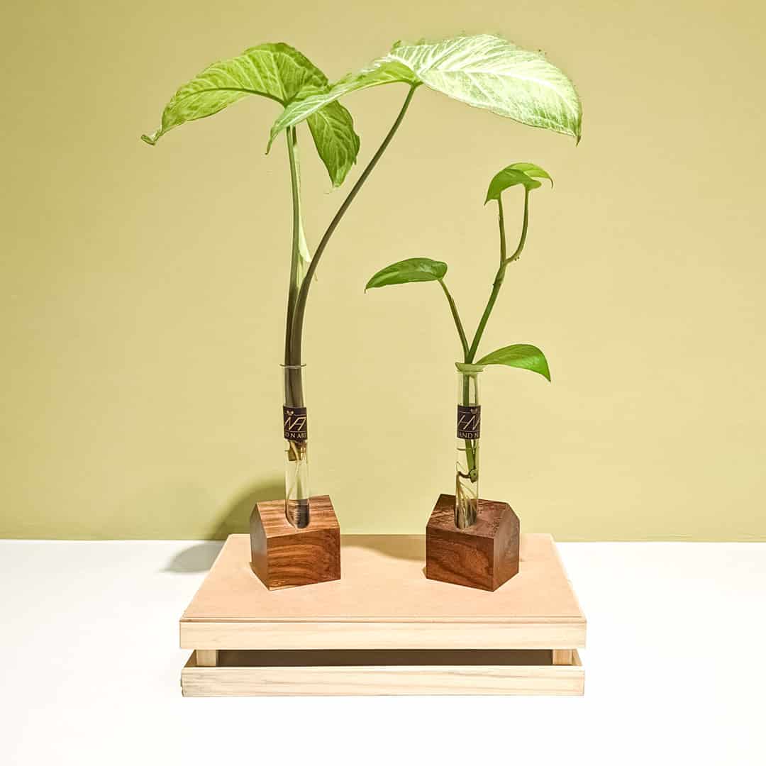 Hut Test Tube Planter Holder | Test Tube Propagation - Indian Rosewood - Indian Rosewood,