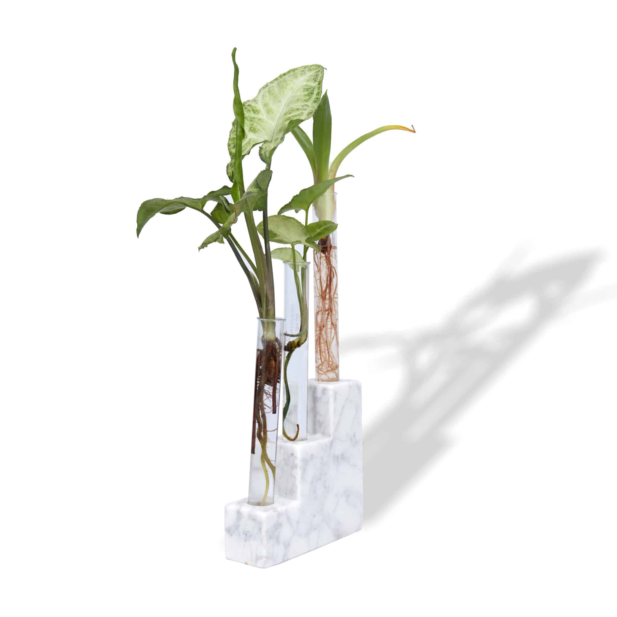Marble Stepped Planter | Test Tube Propagation