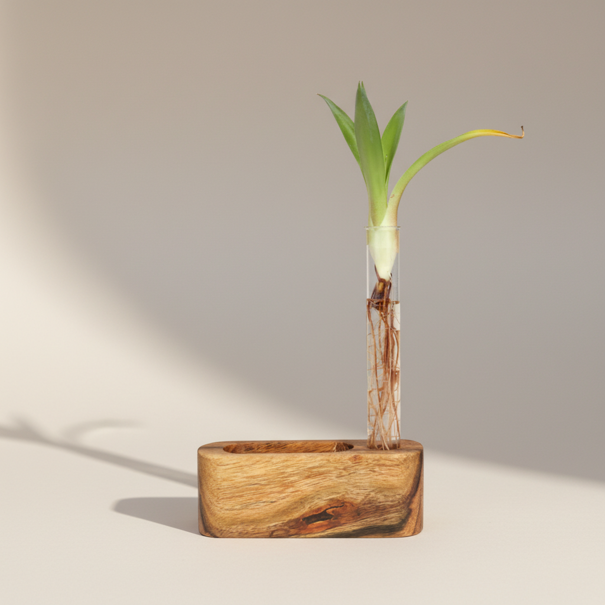 Visiting Card Holder Planter, Acacia Wooden Hydroponic Tabletop Decor